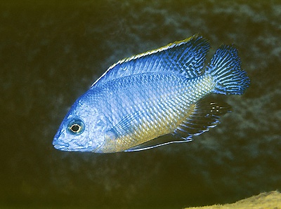 Protomelas taeniolatus 'Mphanga Rocks'